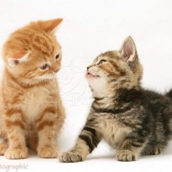 30404-Ginger-and-tabby-kittens-white-background