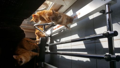 3 kittens rost ongeveer 7 weken oud eten al zelfstandig heel lief kunnen al afgehaald worden ben niet zeker maar denk 1 kater en 2 vrouwtjes wie wil deze beestjes een thuis geven