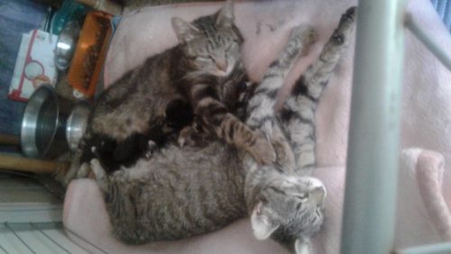 Kittens zoeken (t)huis