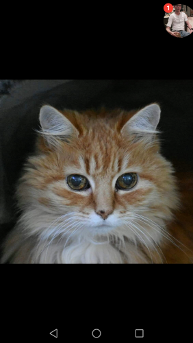 Langharige, rosse kitten