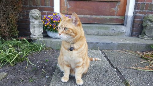 Katje gezocht voor binnen!