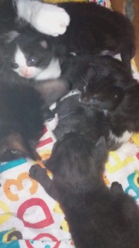 Liefdevol nestje kittens (zwart, zwart-wit). Regio Gullegem.