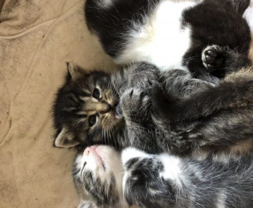 4 poesjes zoeken dringend een  nieuw huis