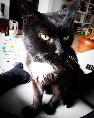 Opzoek naar 2 kittens