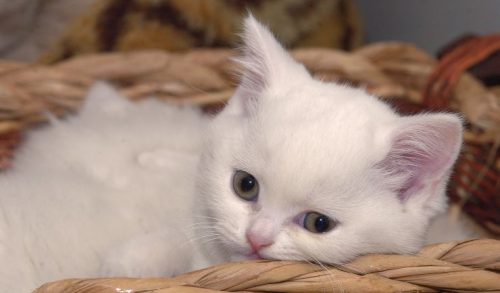 Zoeken 1 of max 2 kittens