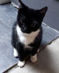 Kater van 5 maand