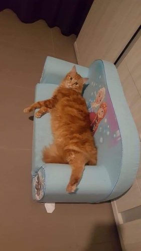 Zoekt rosse kater kitten