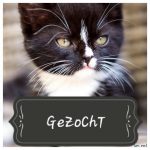 Kitten gezocht of poes