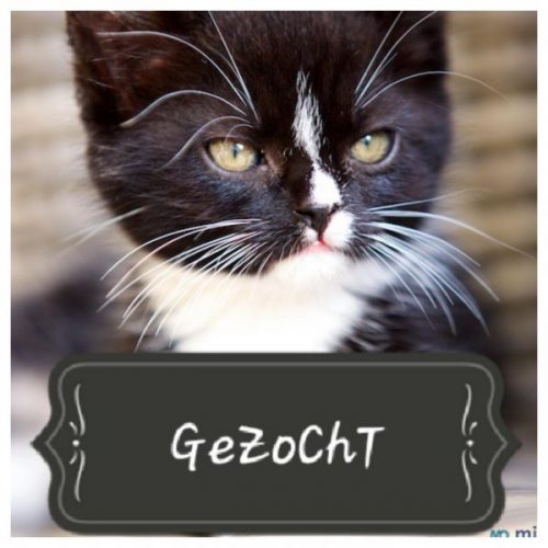 Kitten gezocht of poes