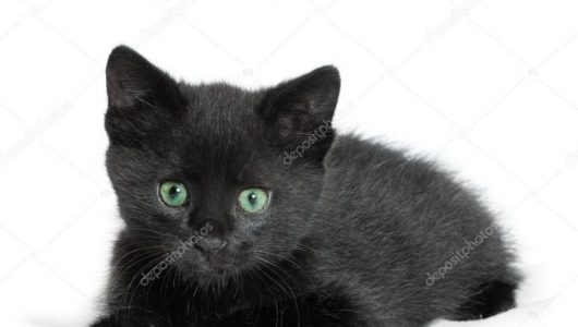 depositphotos_19704415-stockafbeelding-weinig-zwarte-kitten-leeftijd-van