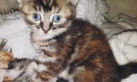 2 kittens beschikbaar