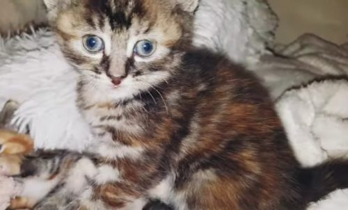 2 kittens beschikbaar