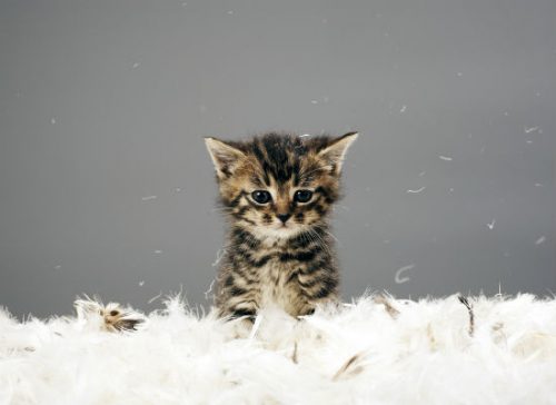 Tijger kitten gezocht