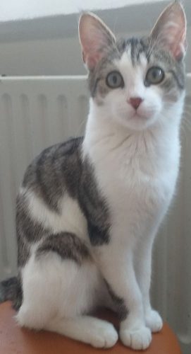 Gratis kater 9 maanden