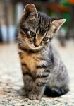 Kitten gezocht