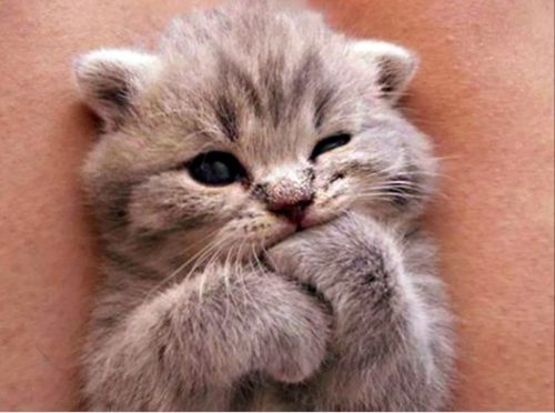 Schattig lief raskattje zo mooi onder de 1 jaar oud geen jongen maar een meisje hebben jullie er een zeg het me als je blieft ❤❤❤