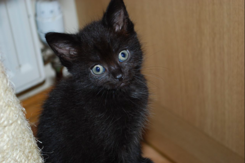 Wij zijn op zoek naar een zwart katertje :)