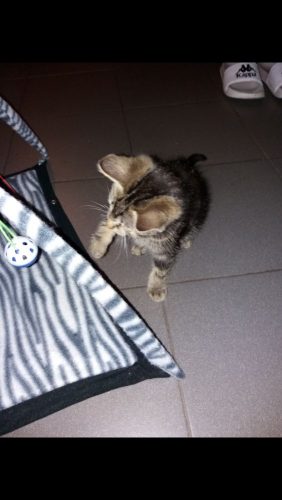 Kater van 6 maanden zoekt niewe thuis