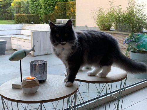 Op zoek naar 2 katerkittens