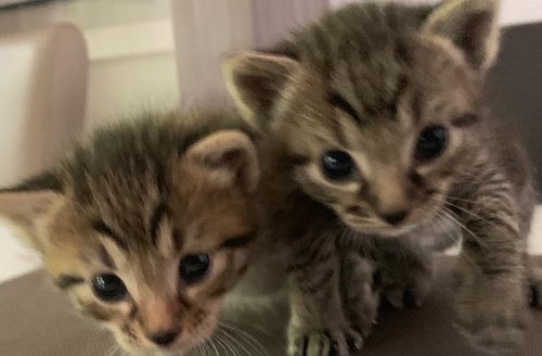 Donker grijze kittens met zwart en een beetje bruin