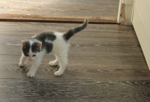 Kitten GEZOCHT!