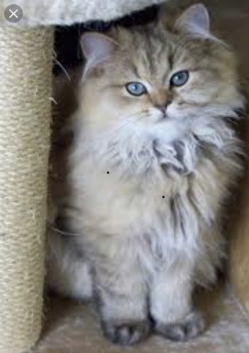 Wij zoeken 2 langharige kittens.