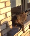 1 kitten