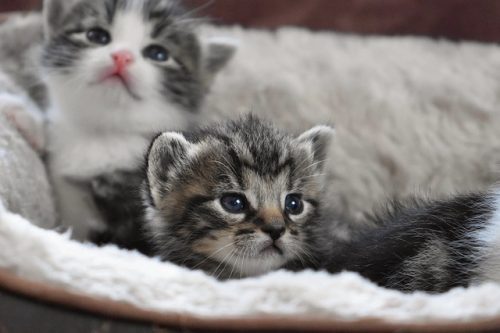 2 lieve kittens gezocht!