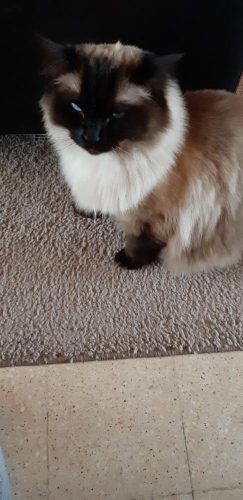 Kater