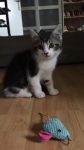 2 kittens zoeken een huisje