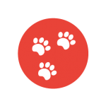 Gratis kitten gezocht