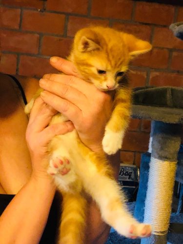 3 kittens 9 weken oud