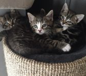 4 Tijgerkittens