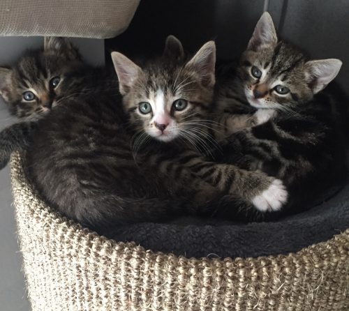 4 Tijgerkittens
