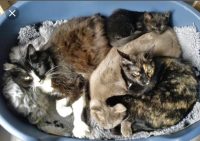 Maakt niet uit welk katje ben op zoek naar een lieve speel kitten