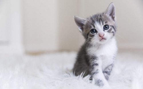 In Antwerpen ophalen