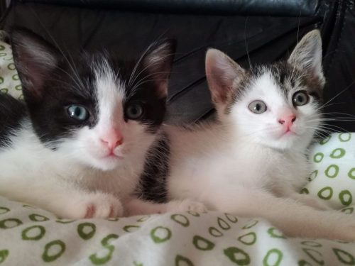 2 lieve aanhankelijke kittens