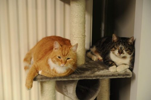 Op zoek naar 1-2 kittens van binnennest