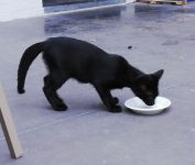 Kittens regio izegem