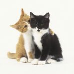 op zoek achter twee kattjes