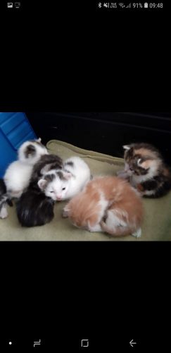 5 kittens van aanhankelijke mamakat