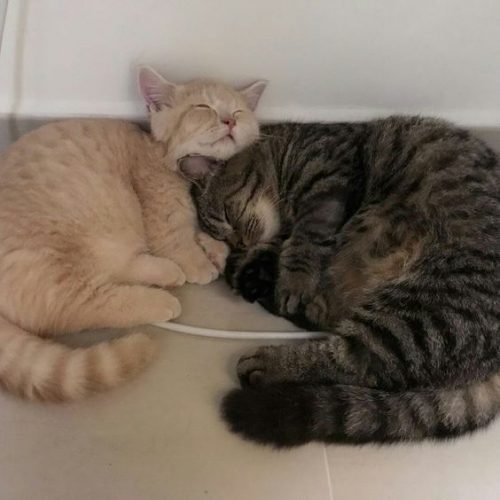 Kittens in regio Brugge