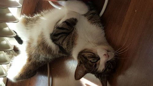 Opzoek naar een kameraadje