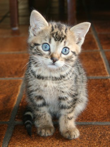 tijgerkitten gezocht