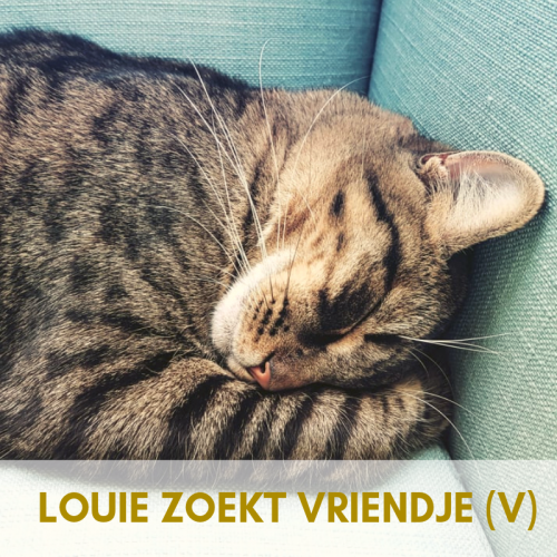 Kitten (v) gezocht (reeds 1 jonge kat aanwezig)