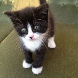 cute-black-and-white-kittens-cute-kittens-41559878-1280-960