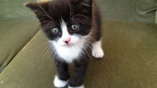 cute-black-and-white-kittens-cute-kittens-41559878-1280-960
