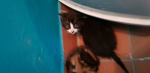 2 kittens