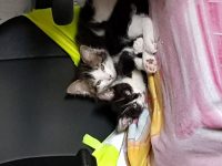 2 kittens