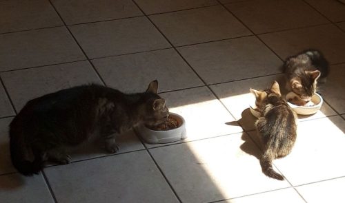 Mama poes met 2 kittens